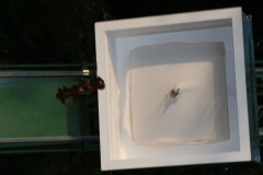 0718_schuetzenfest2015_084